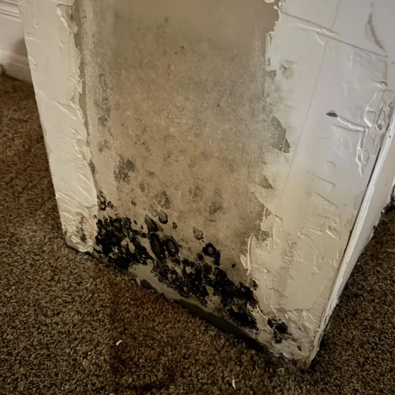 Professional Mold Removal in Butner, NC